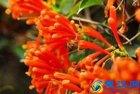 一年四季都开什么花？快来看看吧，春夏秋天每天都开花！