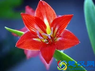 一年四季都开什么花？快来看看吧，春夏秋天每天都开花！