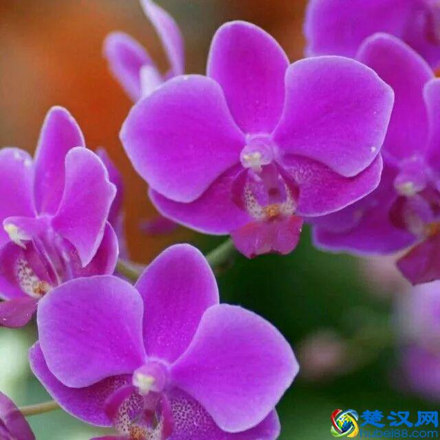 一年四季都开什么花？快来看看吧，春夏秋天每天都开花！