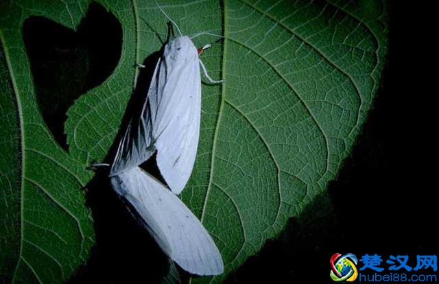 飞蛾为什么要扑火 飞蛾为什么喜欢光