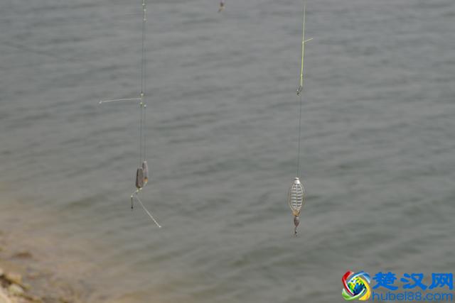 钓鳜鱼并不难，饵料用“活”的就好~