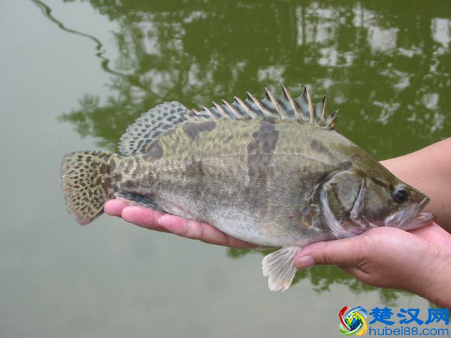 钓鳜鱼并不难，饵料用“活”的就好~