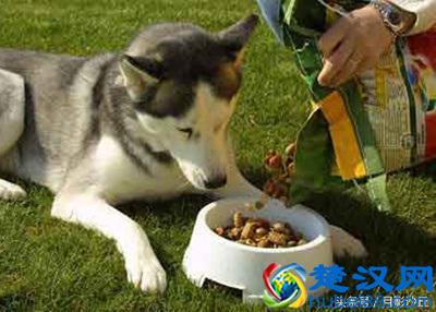 你知道喂狗粮时需要注意些什么吗?