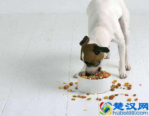 你知道喂狗粮时需要注意些什么吗?