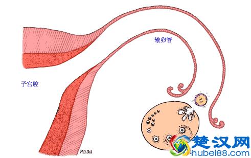 女人每个月都会排卵吗？如何准确监测排卵期？第一种方法最准确