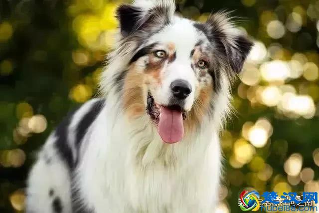 十大最聪明的狗狗品种，金毛只能排第十！