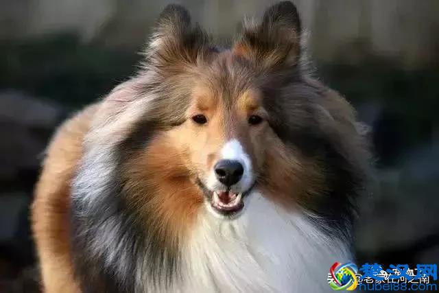 十大最聪明的狗狗品种，金毛只能排第十！