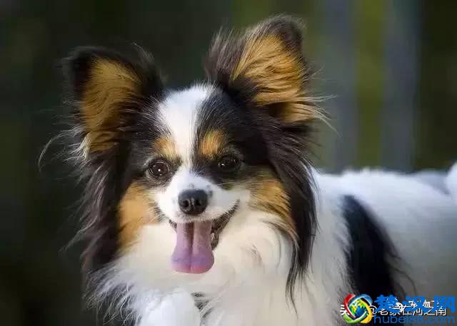 十大最聪明的狗狗品种，金毛只能排第十！