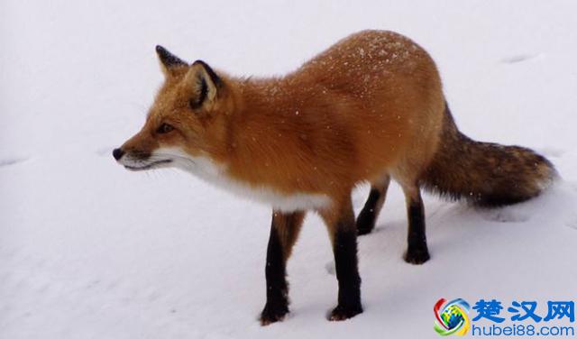 The Fox《狐狸叫》这样的英文神曲，该给孩子听么？