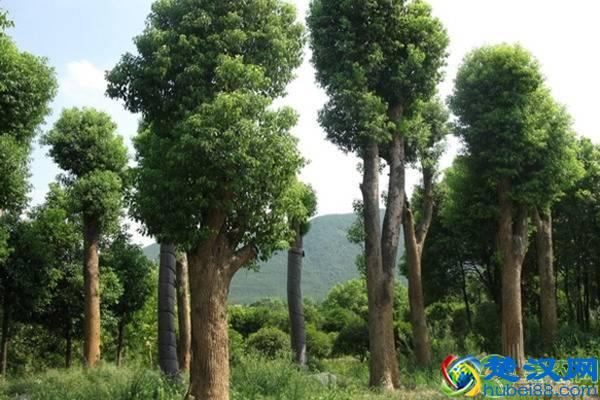 现在香樟树多少钱一棵?有哪些价值及生长习性?