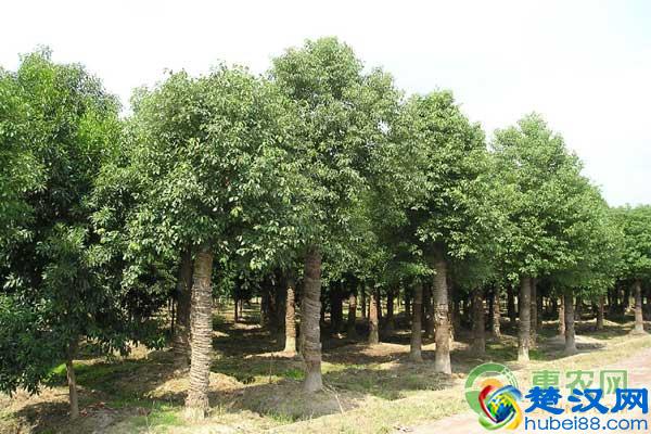 现在香樟树多少钱一棵?有哪些价值及生长习性?