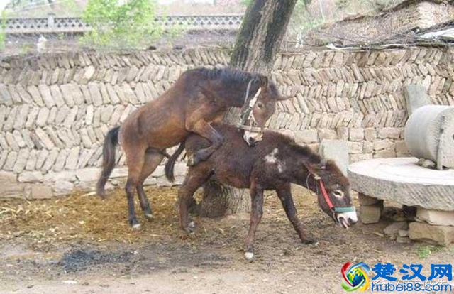 骡子为什么不能生育？