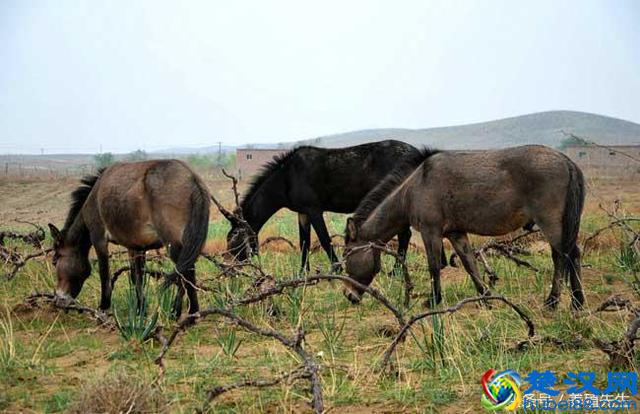 骡子为什么不能生育？