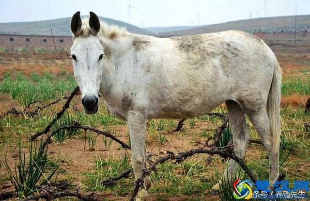骡子为什么不能生育？