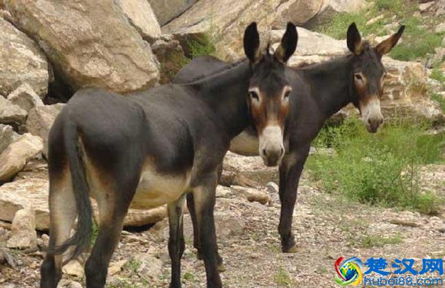 骡子为什么不能生育？