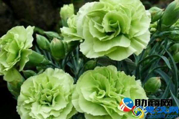 送康乃馨代表啥意思 康乃馨种子怎么种植