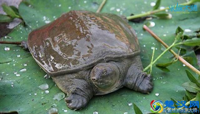 这几种鳖谁养过，其中有一种是国家保护动物