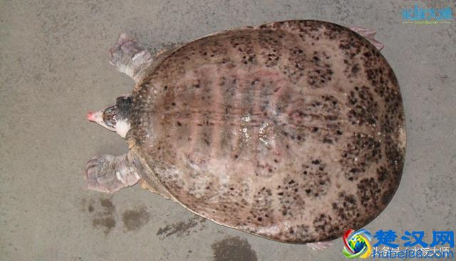 这几种鳖谁养过，其中有一种是国家保护动物