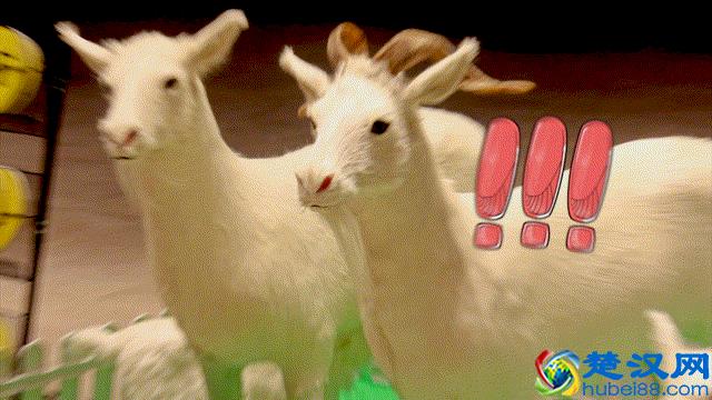 从业28年，烤超过5万只羊，老师傅告诉你哪里的烤羊才最正宗！