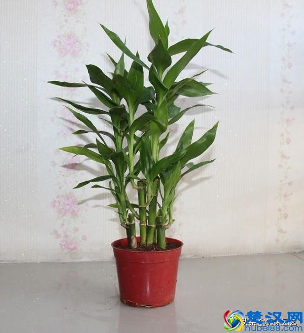 家里摆放什么植物招财？这个你一定要知道