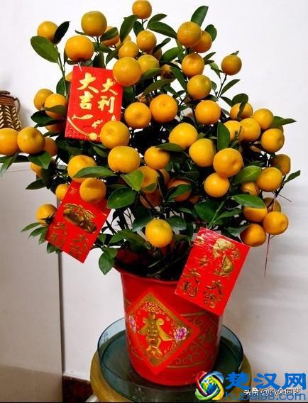 家里摆放什么植物招财？这个你一定要知道