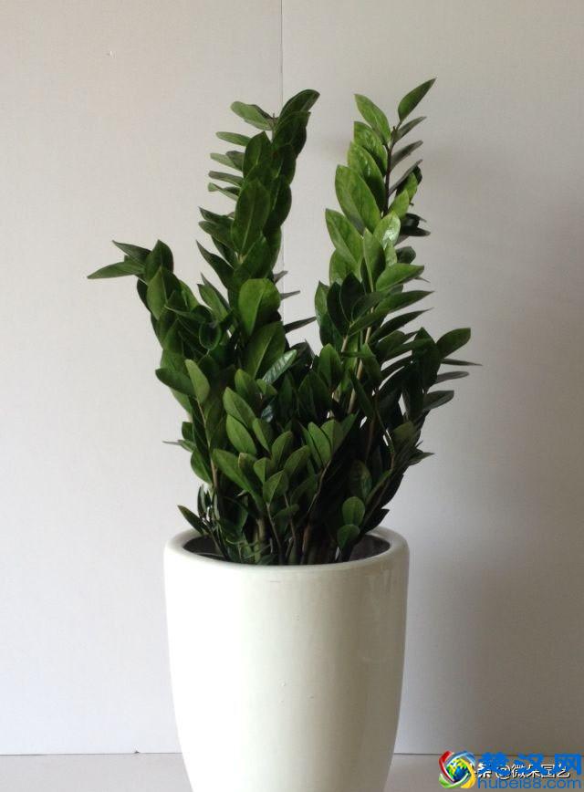 家里摆放什么植物招财？这个你一定要知道