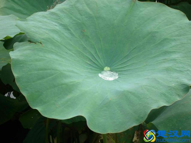 想不到荷叶也能祛斑，15天肌肤嫩白不复发！