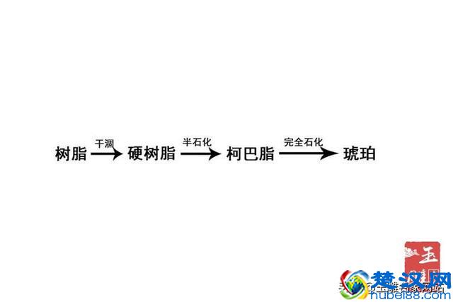 琥珀是怎么形成的？琥珀形成需要哪些阶段？