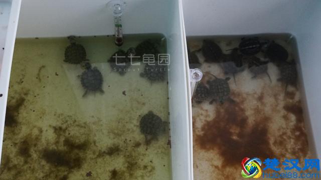 掌握这些技巧，在家轻松养起小乌龟甚至超大变异鳄鱼龟