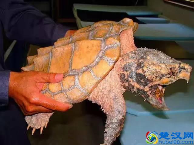 掌握这些技巧，在家轻松养起小乌龟甚至超大变异鳄鱼龟