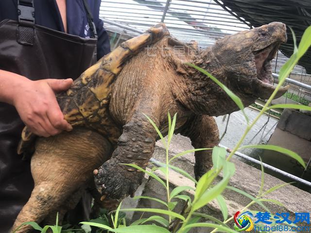 掌握这些技巧，在家轻松养起小乌龟甚至超大变异鳄鱼龟