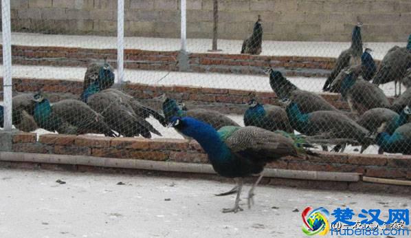 农村养殖什么赚钱快？这三个项目经常被人提起