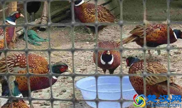 农村养殖什么赚钱快？这三个项目经常被人提起