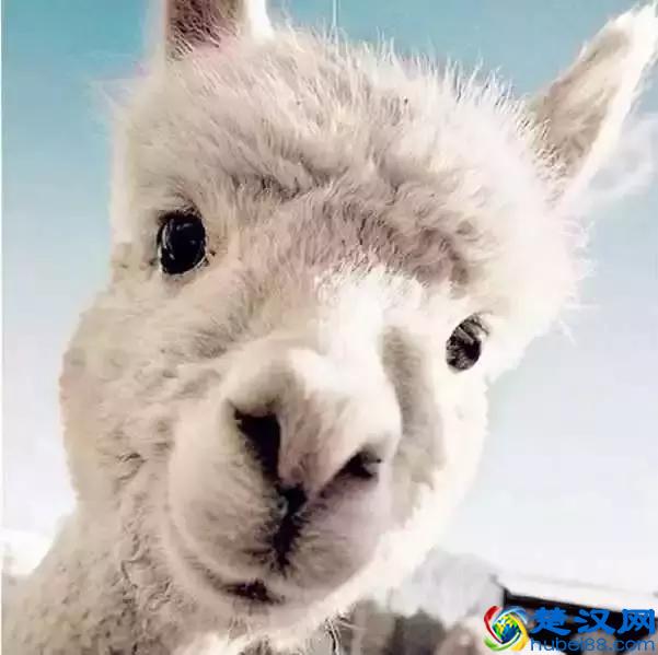 阿尔巴卡大衣是什么？为什么今年网红家都在卖