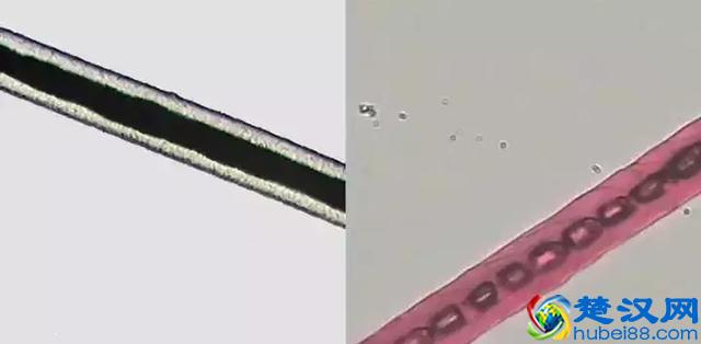 阿尔巴卡大衣是什么？为什么今年网红家都在卖