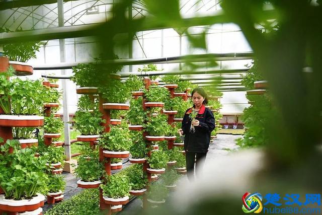 中国智慧农业的深度反思：什么才是智慧农业的未来