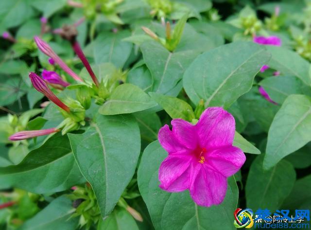 论点是如何形成的，论据是如何论证论点的？