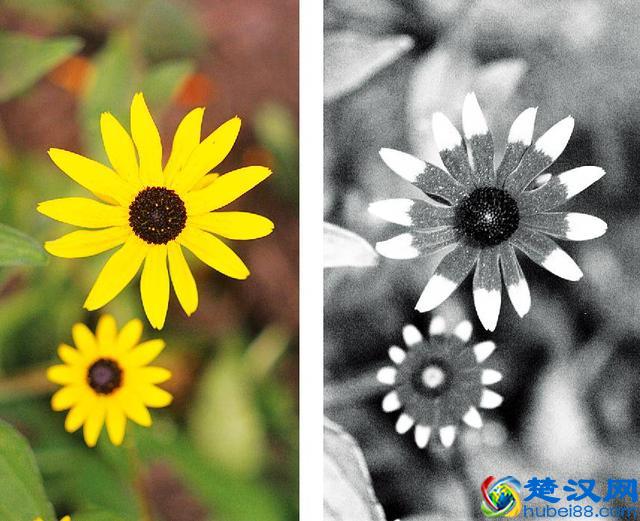 为什么光的三原色是红绿蓝，颜色的三原色是红黄蓝？｜球答