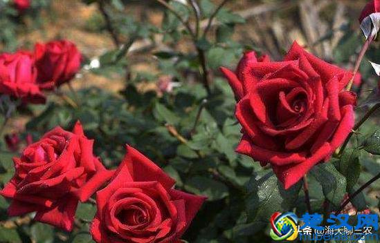 海天聊三农：一束玫瑰一生钟情，与您分享玫瑰花的养护要点及经验