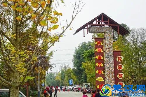 成都周边都江堰-走进西部银杏第一村，听花蕊夫人的故事