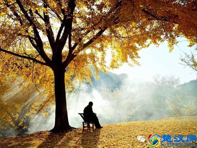 成都周边都江堰-走进西部银杏第一村，听花蕊夫人的故事