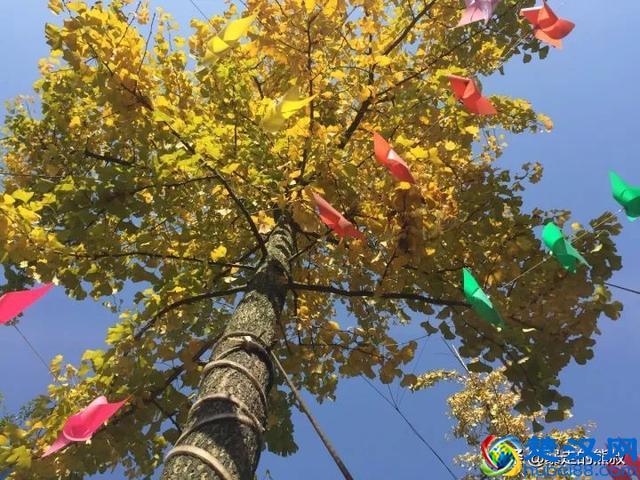 成都周边都江堰-走进西部银杏第一村，听花蕊夫人的故事