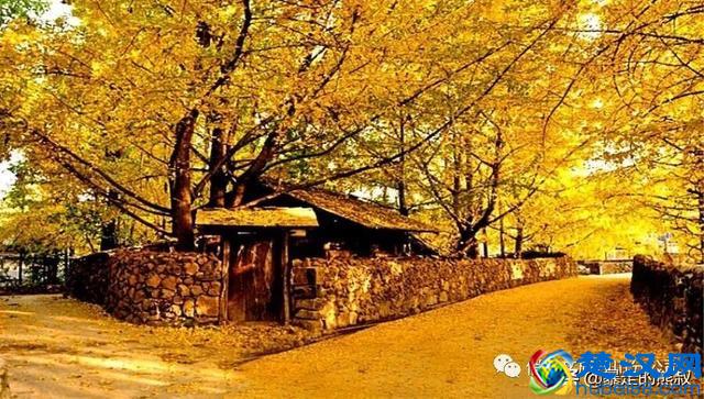 成都周边都江堰-走进西部银杏第一村，听花蕊夫人的故事