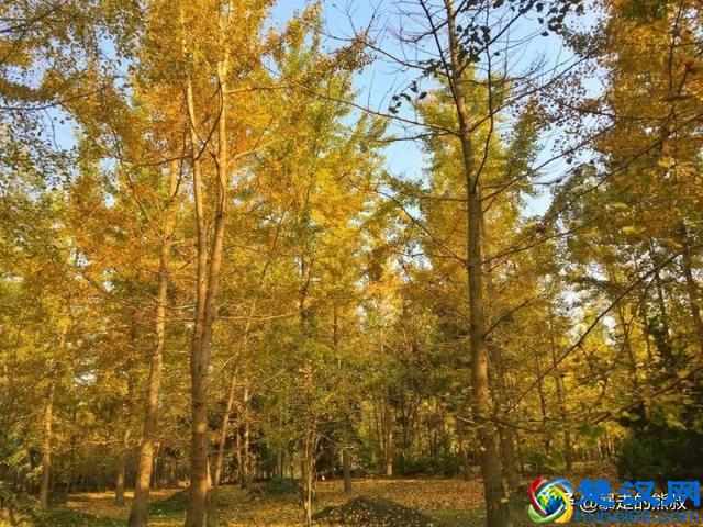 成都周边都江堰-走进西部银杏第一村，听花蕊夫人的故事