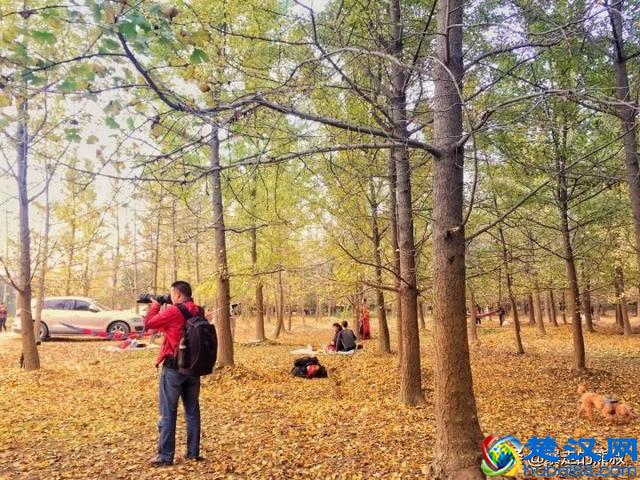 成都周边都江堰-走进西部银杏第一村，听花蕊夫人的故事