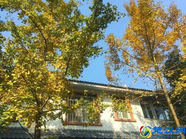 成都周边都江堰-走进西部银杏第一村，听花蕊夫人的故事