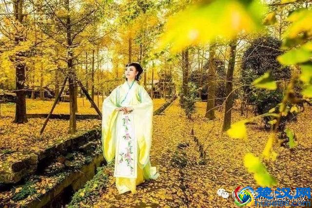 成都周边都江堰-走进西部银杏第一村，听花蕊夫人的故事