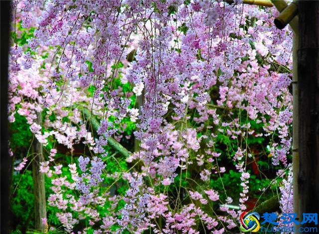 樱花七日，娇艳灿烂；花开虽短，美留人间！