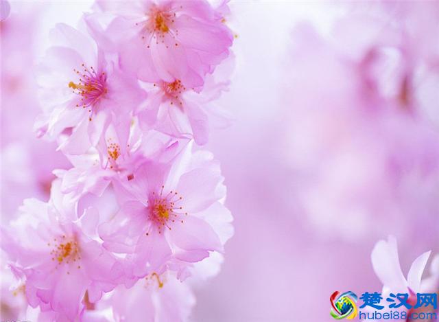 樱花七日，娇艳灿烂；花开虽短，美留人间！