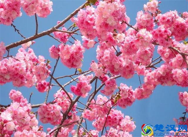 樱花七日，娇艳灿烂；花开虽短，美留人间！